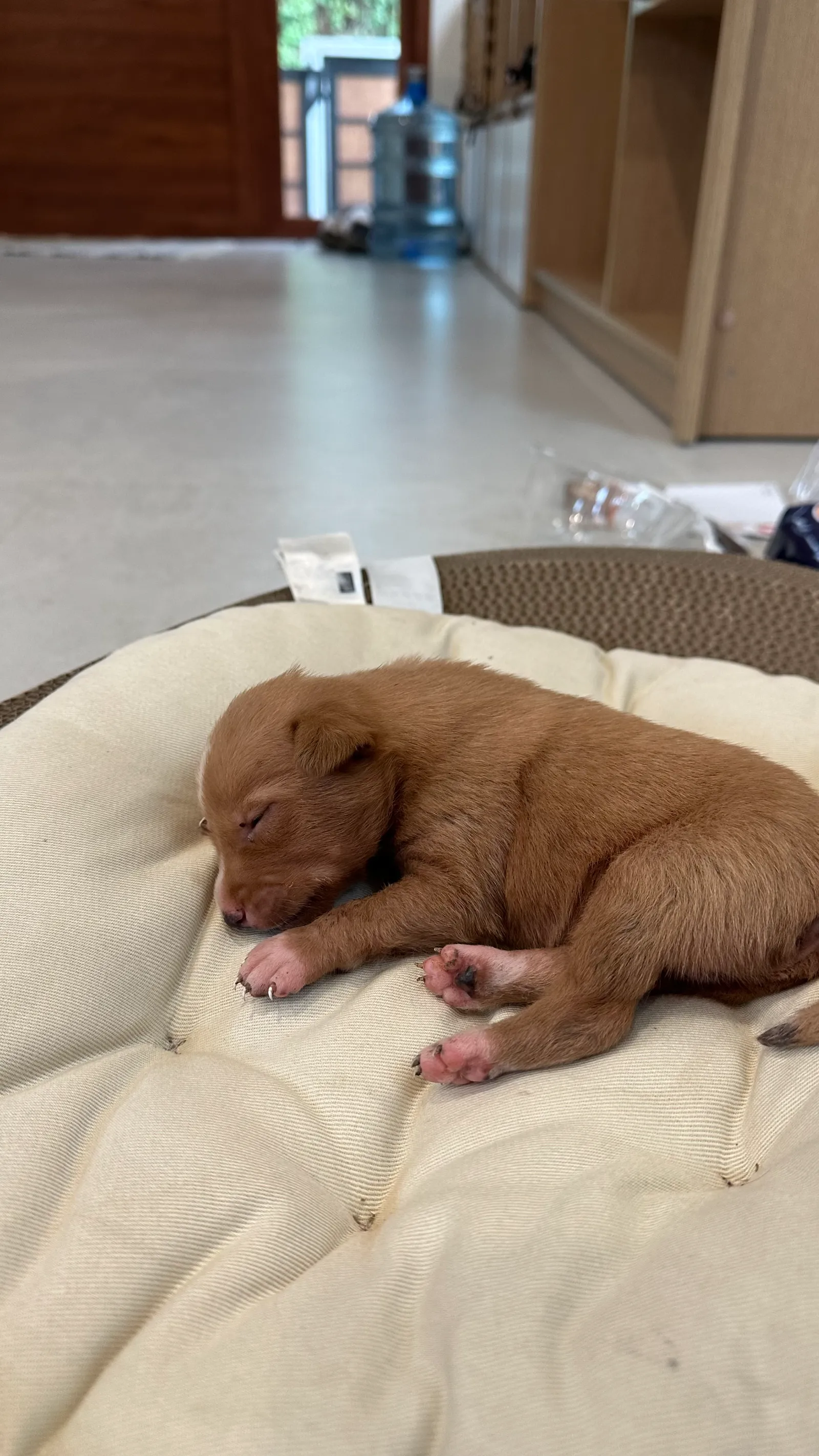 🐶 Meet Chanom